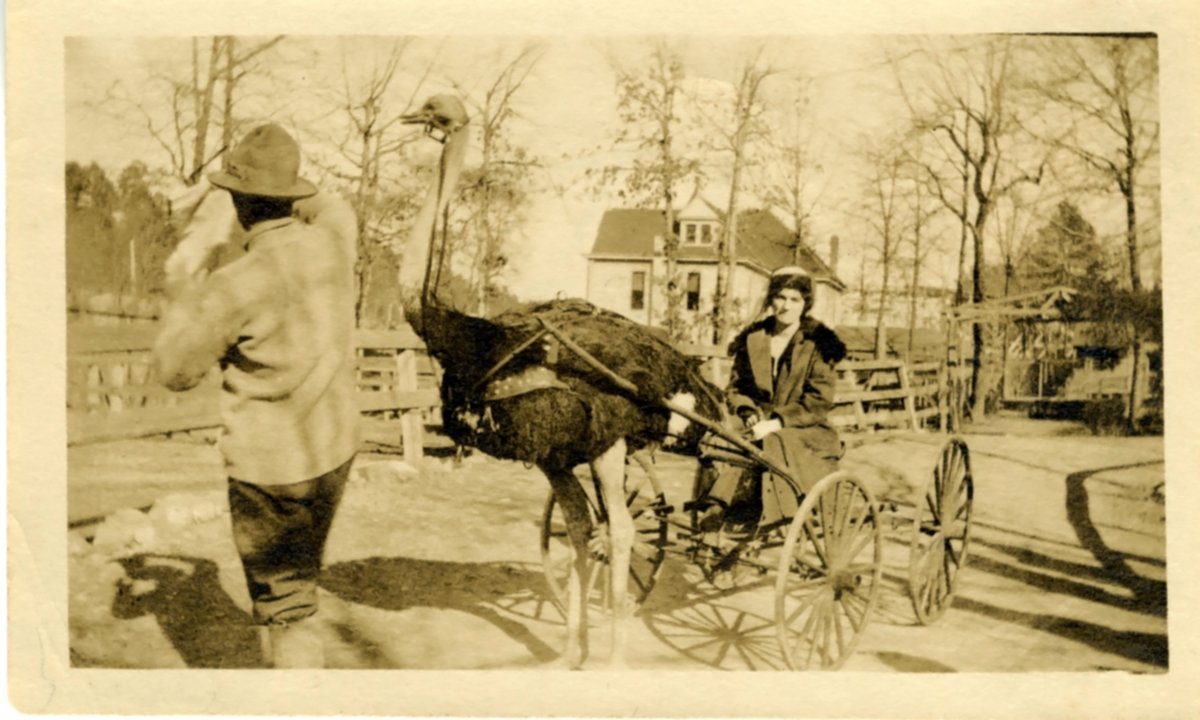 At the risk of being ostrich-cized from the monthly #ArchivesHashtagParty, here's our entry for #ArchivesForTheBirds! You've heard of a horse-drawn carriage, but have you ever travelled by ostrich? These gals in 1910s Arizona did! #AZhistory