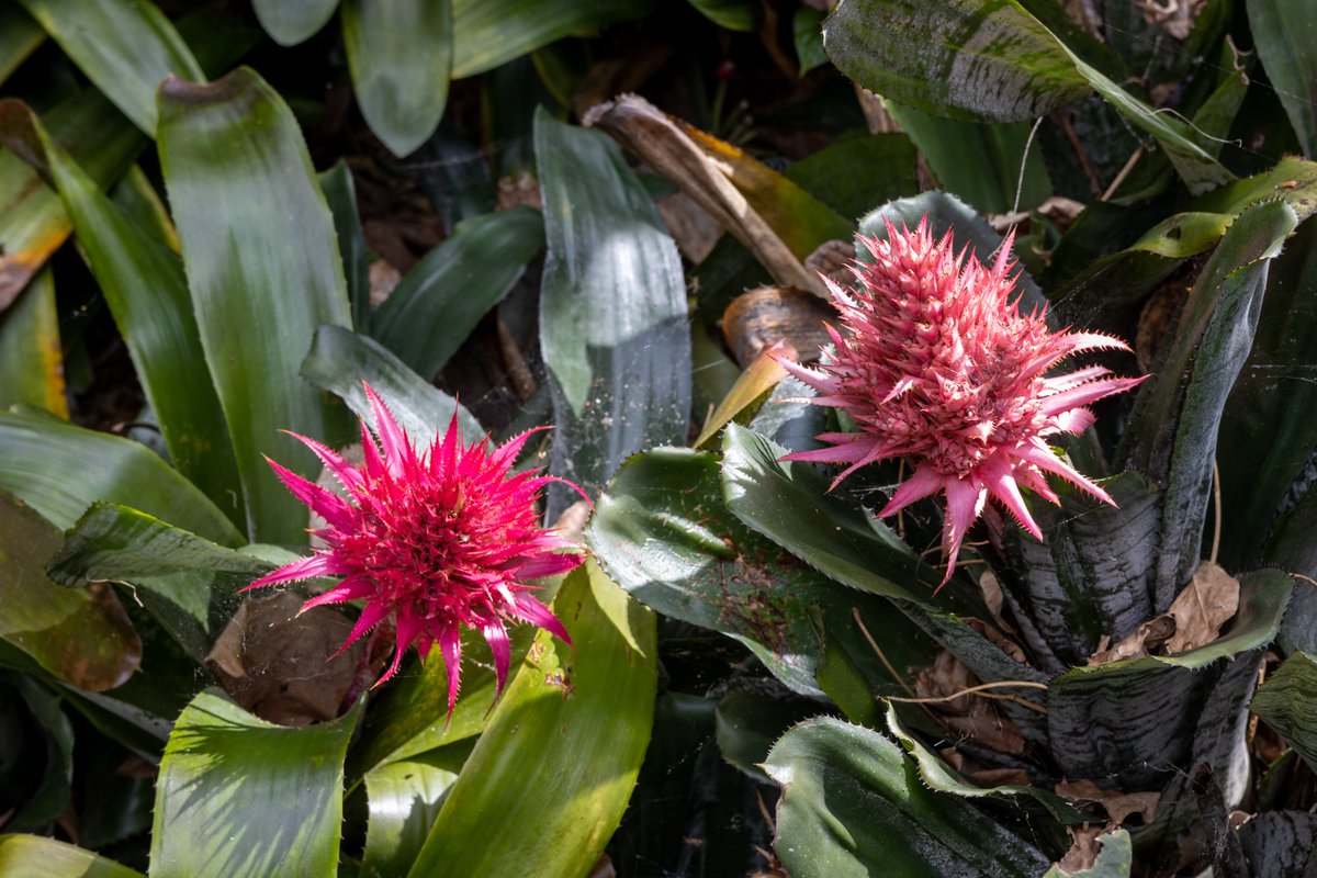 FenixCanarias's tweet photo. Carlos III (1759-1788) llevó a cabo reformas para la modernización de la agricultura, dando origen al intento de aclimatación de especies exóticas al clima europeo, pasando antes por Canarias.
HISTORIA del Jardín de Aclimatación de La Orotava (Hoy Botánico de Puerto de la Cruz)👇 https://t.co/M1IxkyiejJ