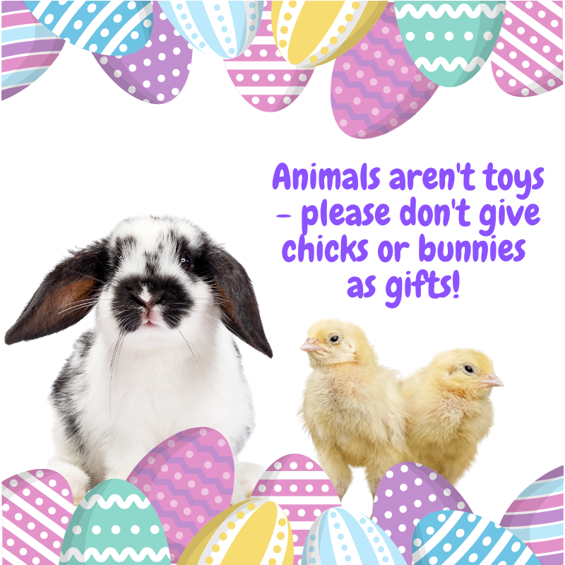 SoDakFACT's tweet photo. #AnimalsAreNotToys – 𝗽𝗹𝗲𝗮𝘀𝗲 𝗱𝗼𝗻’𝘁 𝗴𝗶𝘃𝗲 𝗰𝗵𝗶𝗰𝗸𝘀, 𝗯𝘂𝗻𝗻𝗶𝗲𝘀 𝗼𝗿 𝗱𝘂𝗰𝗸𝗹𝗶𝗻𝗴𝘀 𝗮𝘀 𝗴𝗶𝗳𝘁𝘀. They're a 5-15 year commitment & often become abandoned or neglected once their novelty fades 🐤🐰 🐥 🐇
#NotForEaster #MakeMineChocolate #SoDakFACT https://t.co/OJRD22R5lx