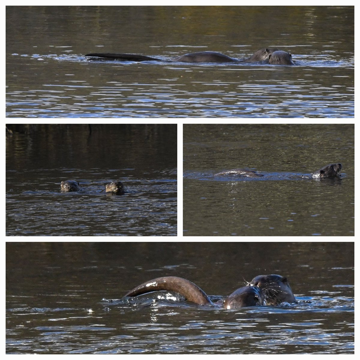stuart007464's tweet photo. @EdinburghNats #Duddingston 
#Otters
3 Otters turned up at Duddingston for 45 mins,  female 2 cubs,Mum kept her distance whilst the 2 youngsters fished very close at times from wee west hide.
Kingfisher and Tufted ducks not amused and flew well away. https://t.co/agXs6dh8m3