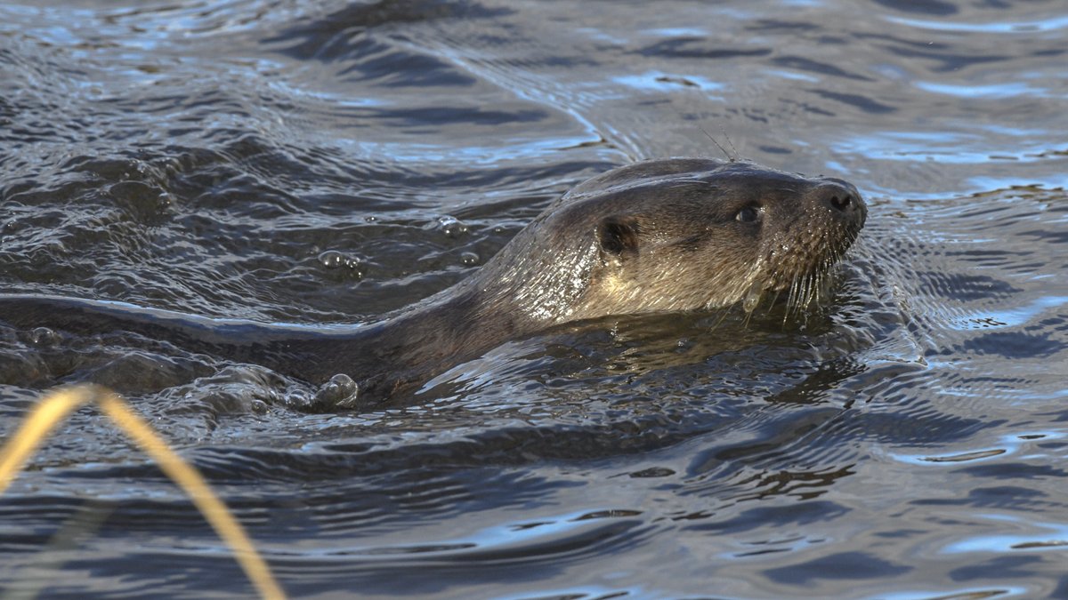 stuart007464's tweet photo. @EdinburghNats #Duddingston 
#Otters
3 Otters turned up at Duddingston for 45 mins,  female 2 cubs,Mum kept her distance whilst the 2 youngsters fished very close at times from wee west hide.
Kingfisher and Tufted ducks not amused and flew well away. https://t.co/agXs6dh8m3