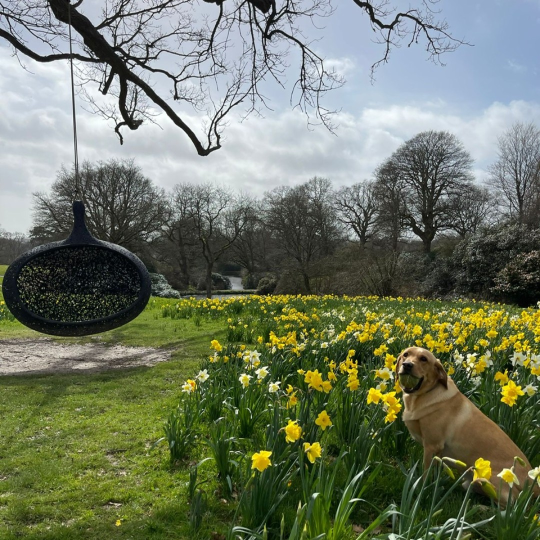 Simba is ready for the long Easter weekend are you?

#easter #easterweekend #bankholiday #bankholidayweekend #springtime #dogfriendly #dogslife #staycation #puppylife #happydog #southlodge #southlodgespa #horsham #westsussex #exclusivecollection #myexclusive