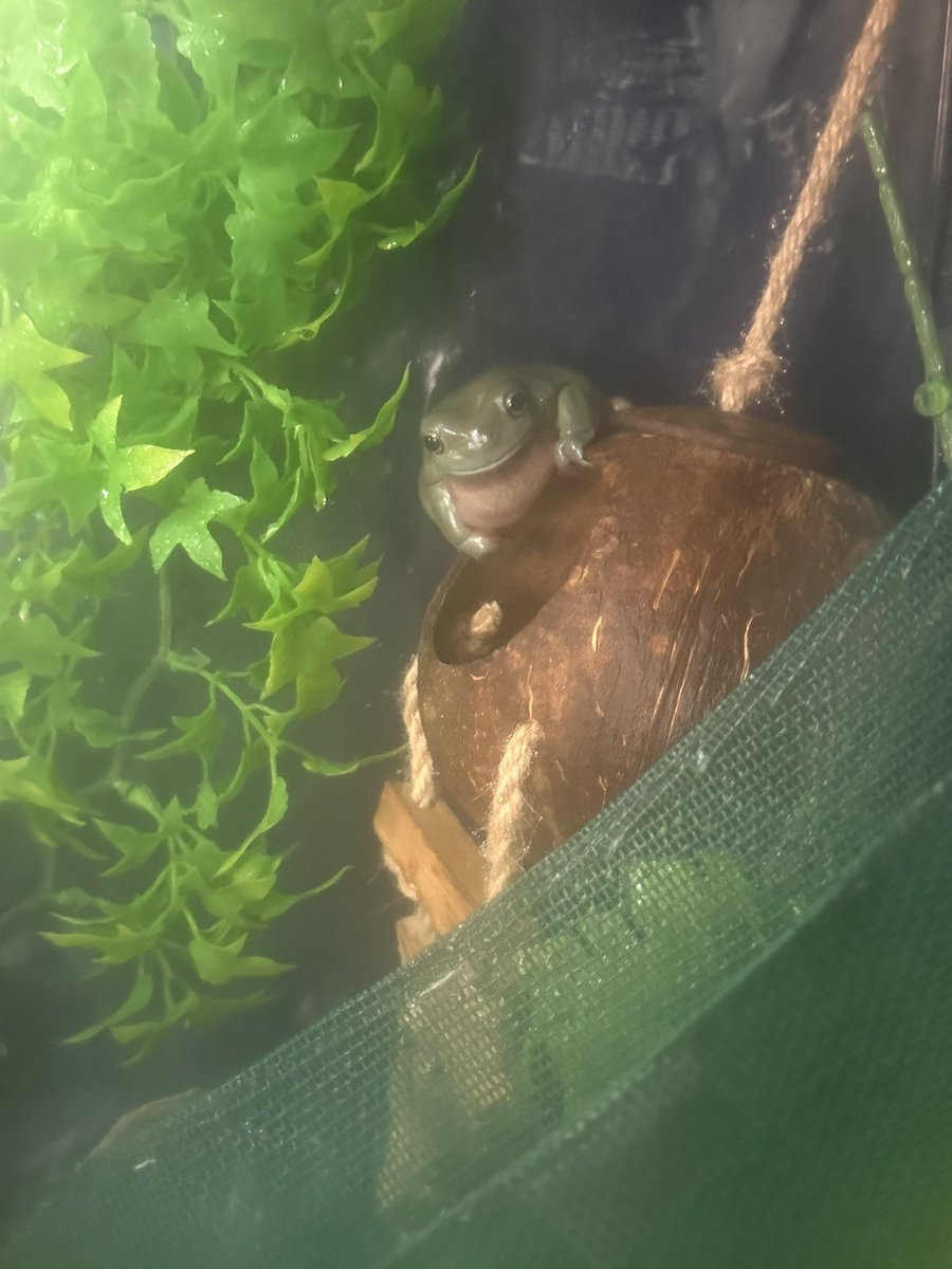 ENBYFWOG's tweet photo. He sits on the cocohut 😍 https://t.co/pFDkuq8Ntb