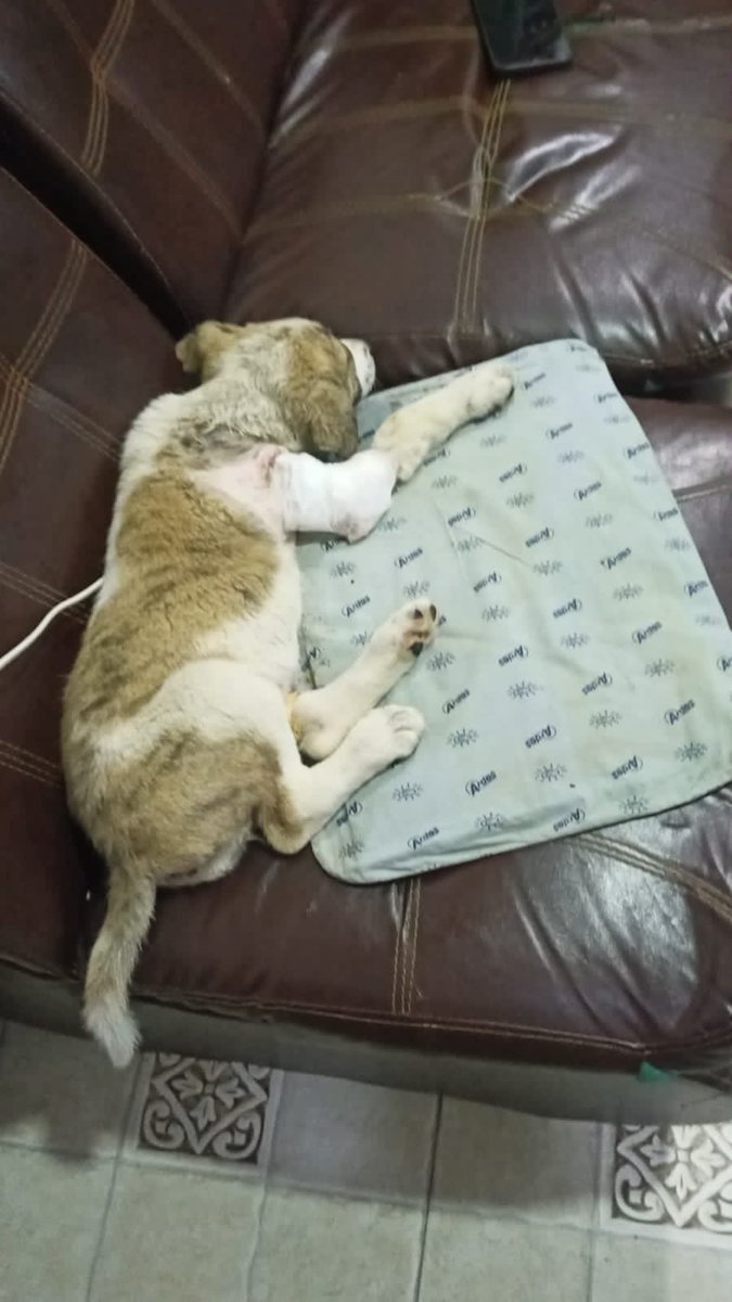 laps_zeba's tweet photo. Animals suffer
UPDATE…
Surgery complete Lexi will remain overnight at the clinic for post care and observation
More updates to follow
#surgery #orthopedicsurgery #vets #puppylovers #postcare #animalshelter https://t.co/JvES8k5beG