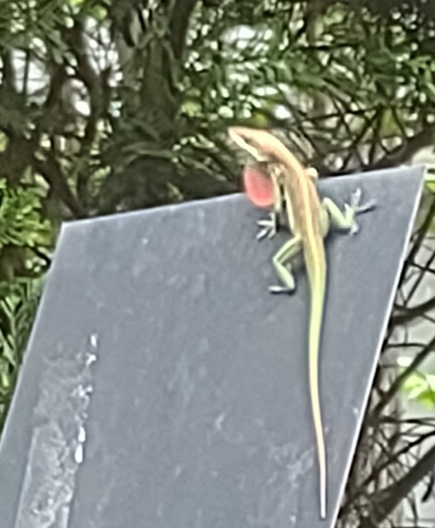 I have a visitor. I'm not sure if they're flirting or telling me to stay away.