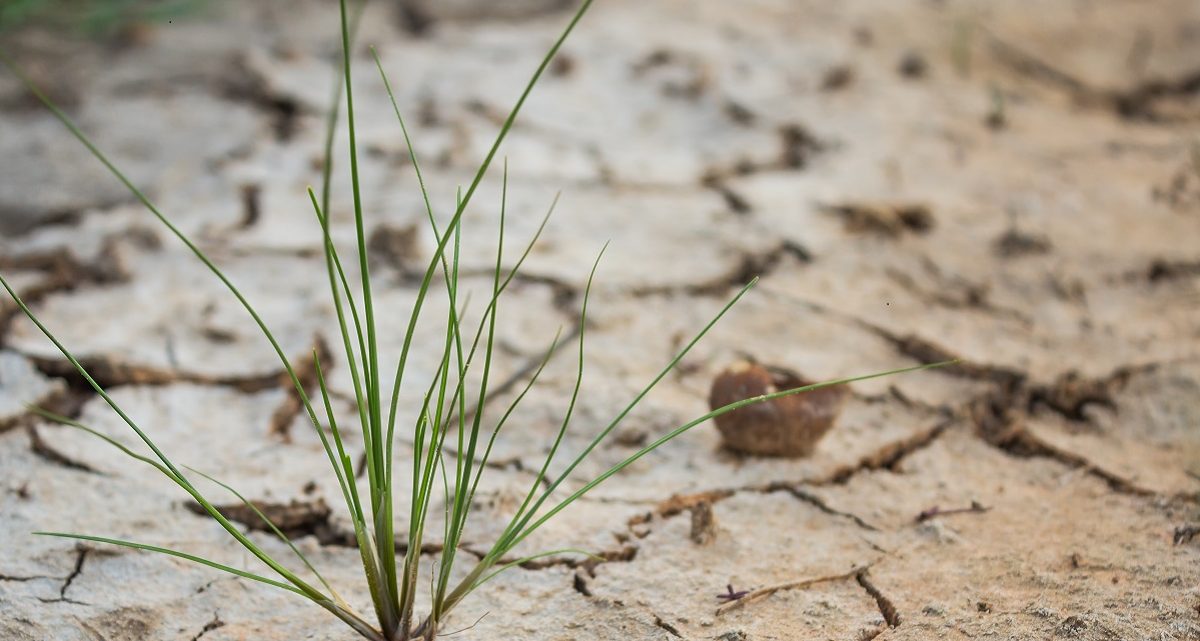 Pure Life Carbon appoints well-known Agronomist, Chris Paterson to its Board of Directors
zurl.co/Cqt9