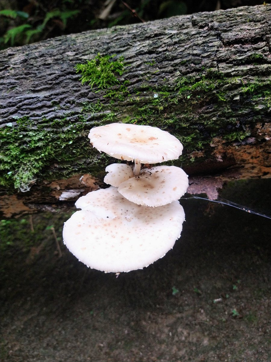 GA 💚
#NFTartist #NFTCommunity #NaturePhotography