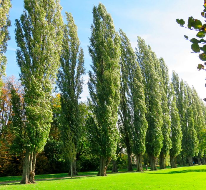 One adult poplar can release as much oxygen per day as is necessary for the breathing of 3-4 people.
#savenature
#oxygen
#SaveSoil
#naturelovers
#NaturePhotograhpy
#NFT
#NFTCollection
#EcoNFT
#ecologie
#saveplanet
#greenplanet
#saveforest