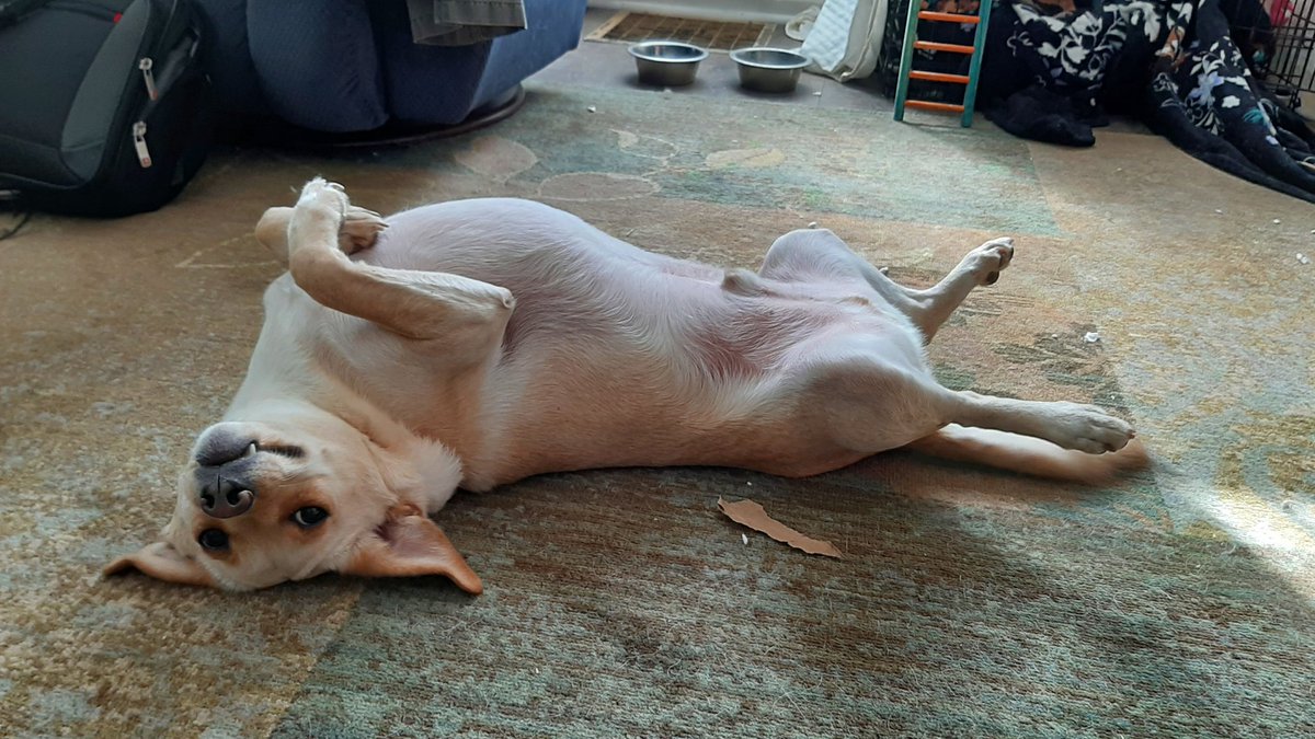 DobbyYellowDox's tweet photo. Silly boi https://t.co/Ez4Hqvad6f