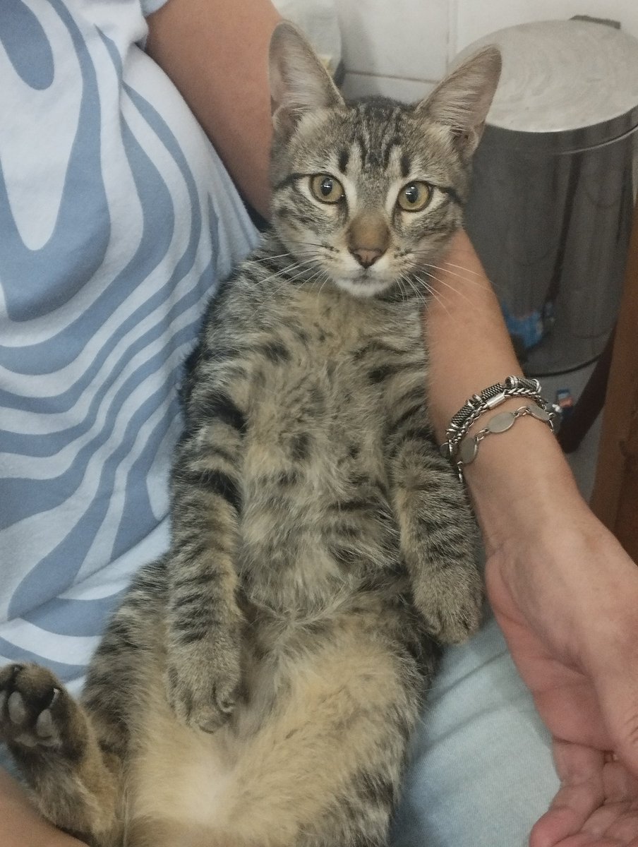 les presento a levi