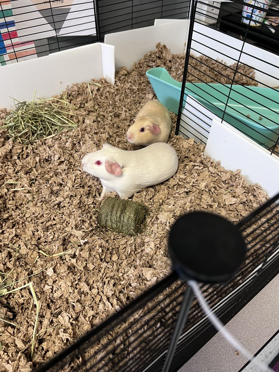 Lindsey Foster tweet media