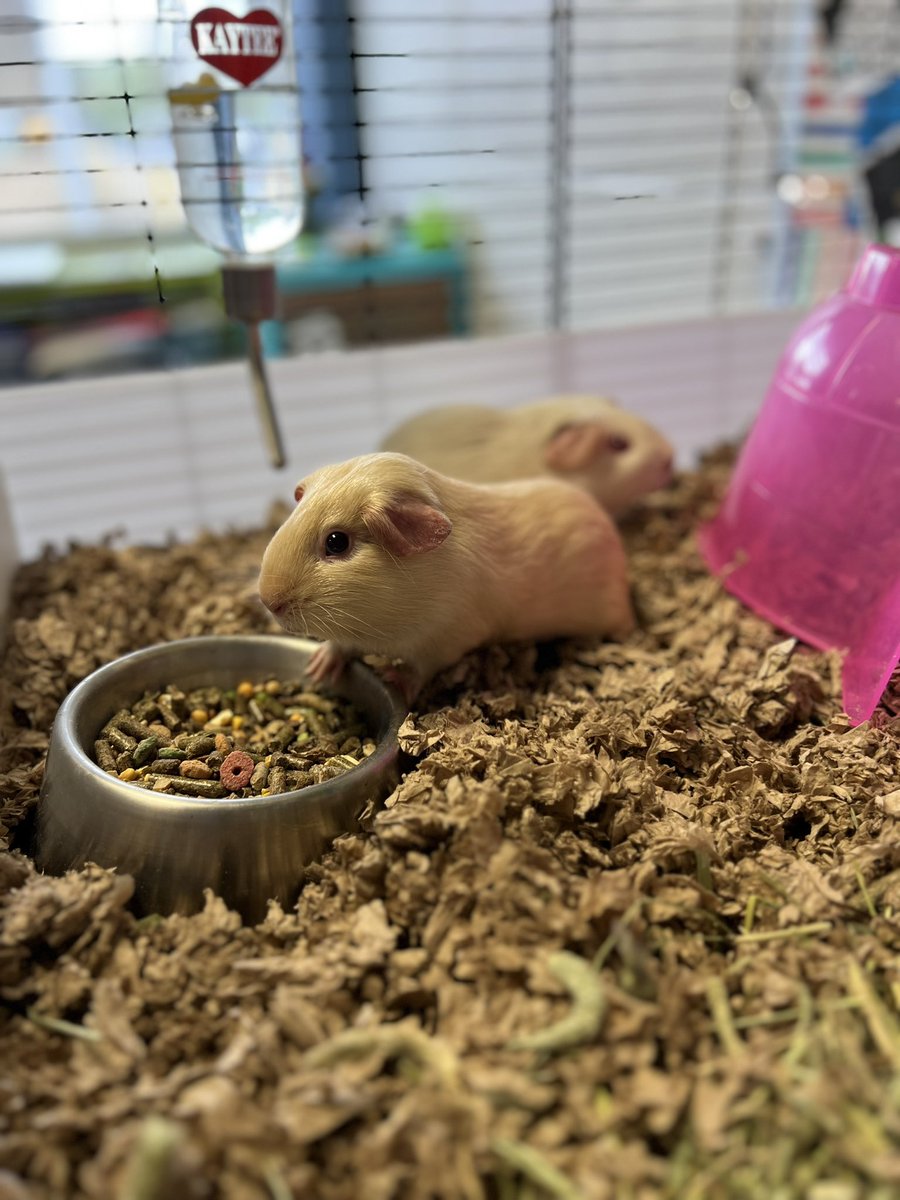 Lindsey Foster tweet media