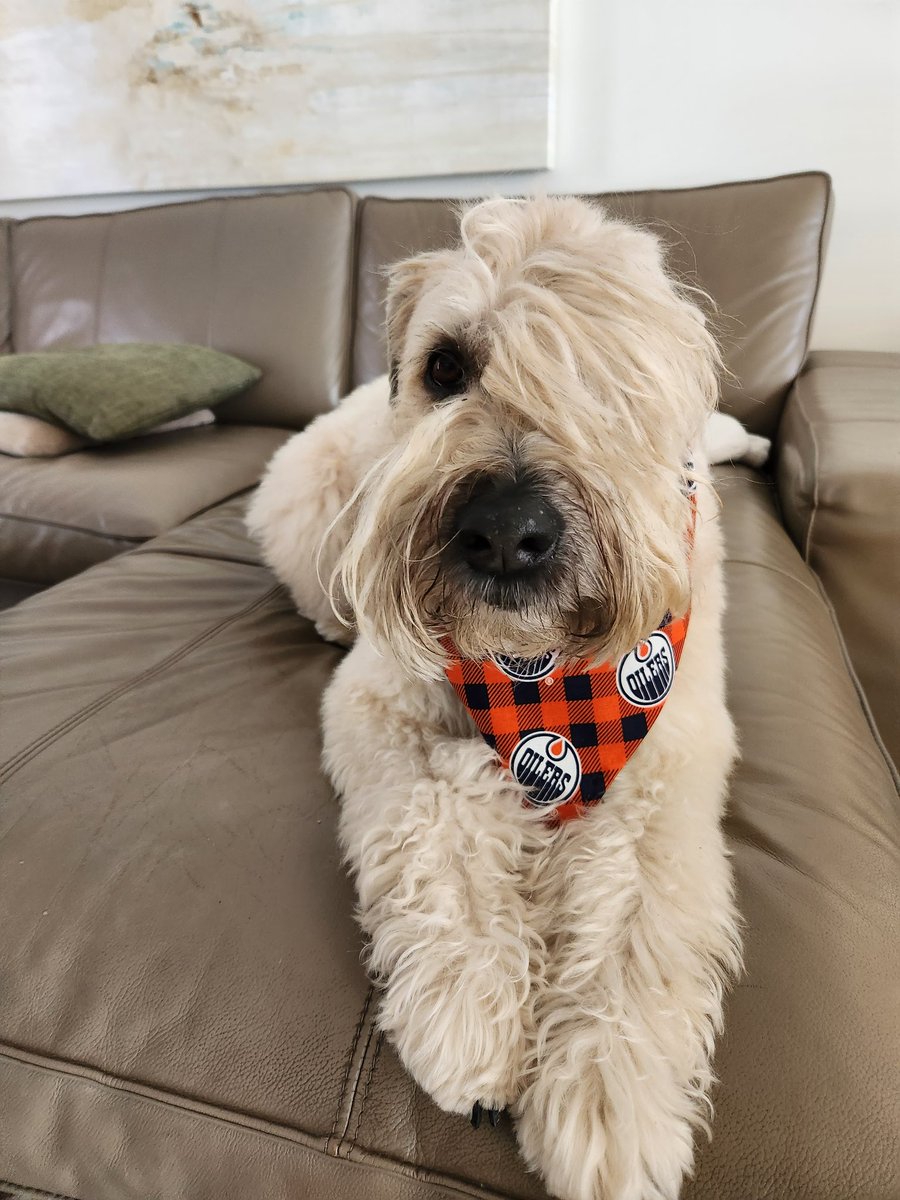 RobHEBERT_Edm's tweet photo. With a house full of #Oilers fans our girl Hazel wants to join in. 
Orange is her color!

#OilersPets
Bone &amp; Biscuit,
If you choose the prettiest Wheaten terrier in the city, the gift card will be donated to the @EdmontonHumane ! https://t.co/4nFe4YsNOh