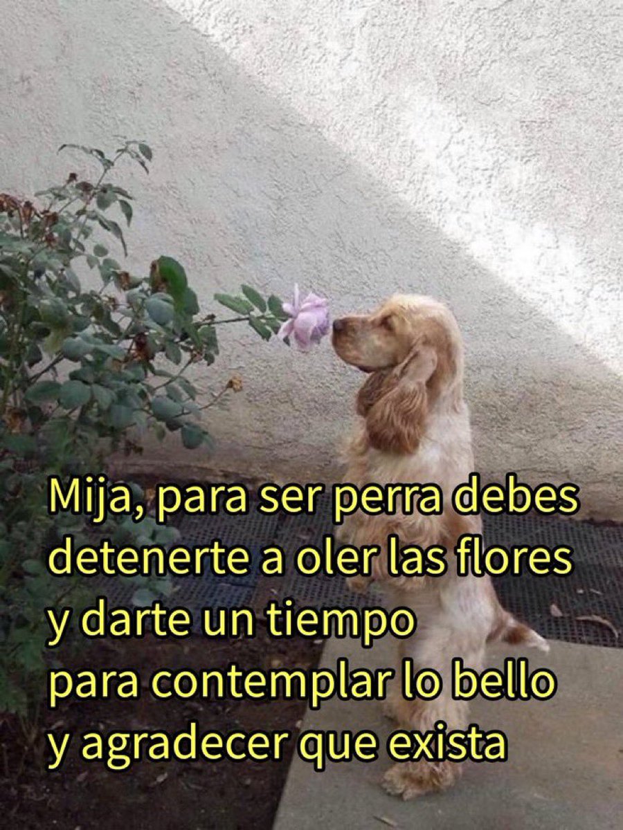 DiloConPerritos's tweet photo. https://t.co/xkW1SPa9xW