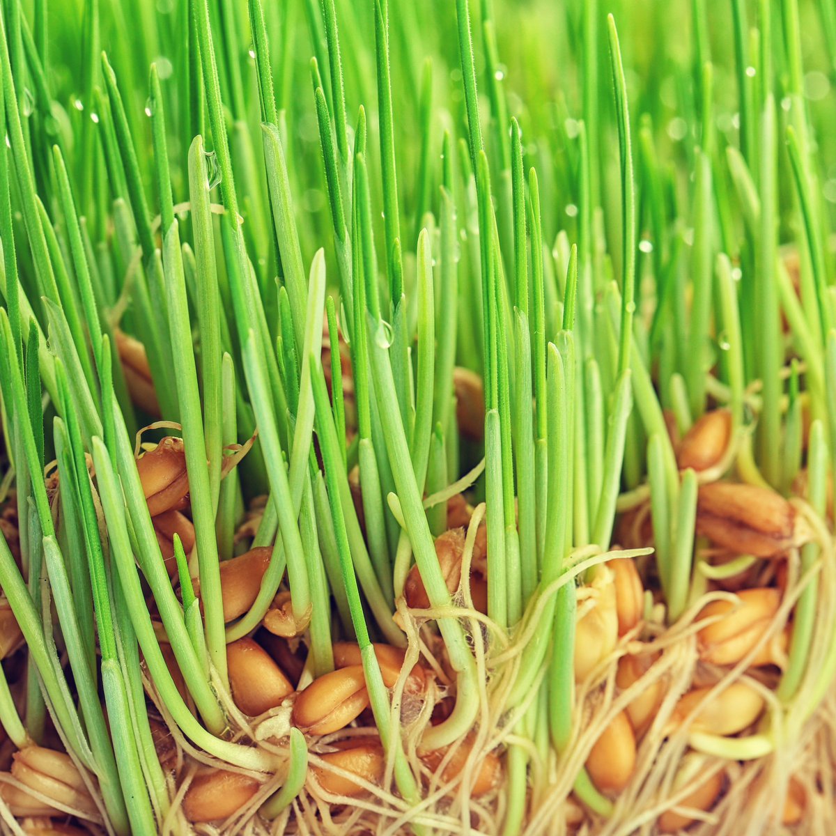 AgRenaissance's tweet photo. We help livestock producers increase product quality and volume by improving feed value and reducing overhead through the production of hydroponic sprouts. 🤩

DM for more information.

#hydroponics #hydroponicsprouts #microgreens #fodder #sproutedseeds #barleygrass https://t.co/8ZyuDg5dfO