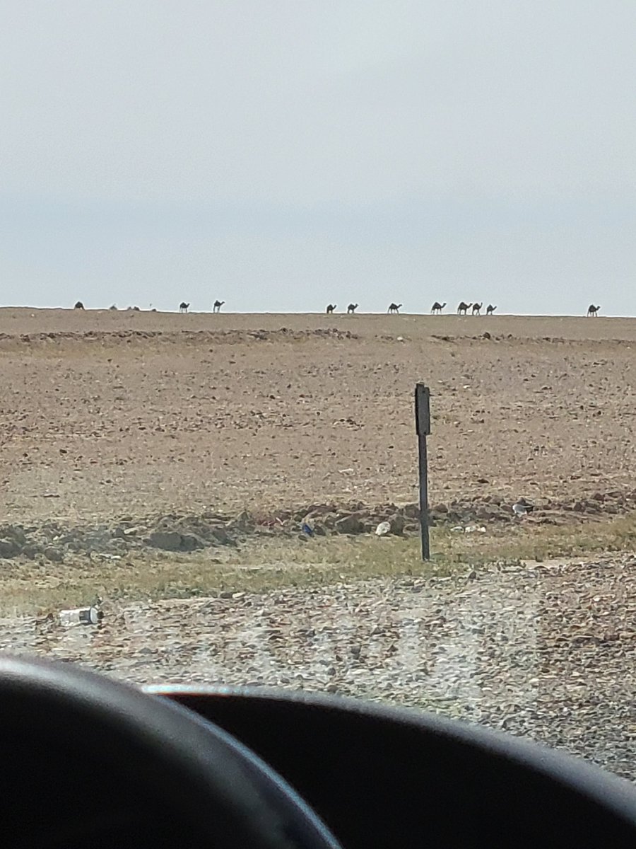 Saw some wild camels (or is it camels in the wild?) on the drive today. That was a first! *insert camel toe jokes here*
