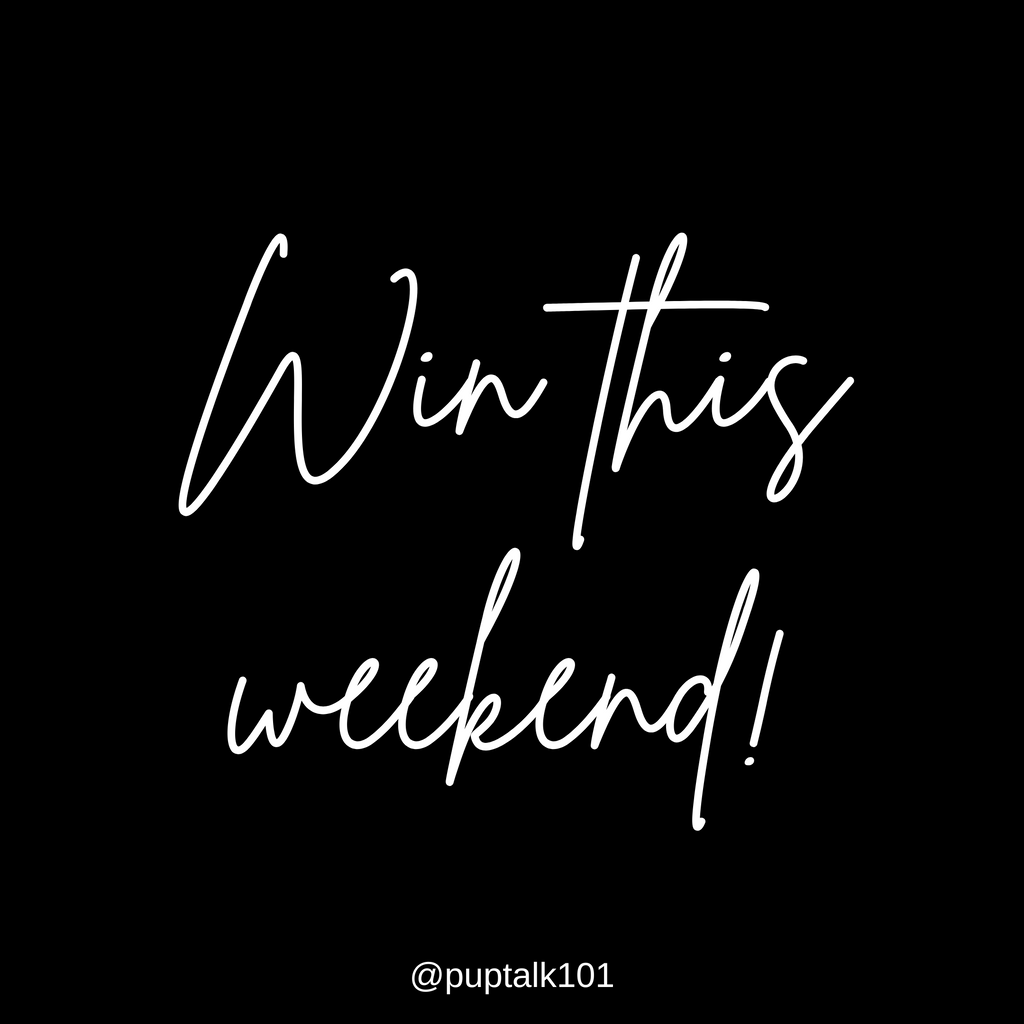 puptalk101 tweet media