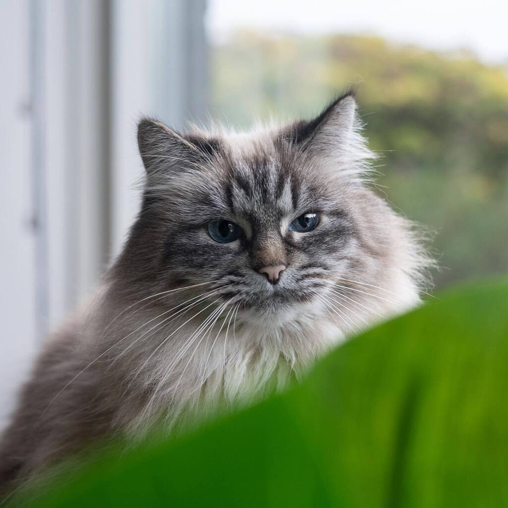 Junethekitty's tweet photo. I think I need another nap 😴 

I haven’t posted much the past week because I am pretty mad at Facebook and that demotivated me to post on social media. I lost access to my Facebook page and therefore also the business page of not only this account but a few more. And not eve… https://t.co/PeaSVGJYkH