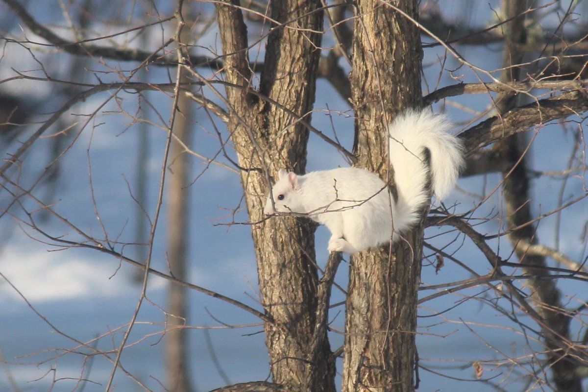 All the white animals on @ShiftNB today means I need to show off the leucistic squirrel that lives in my neighbourhood!