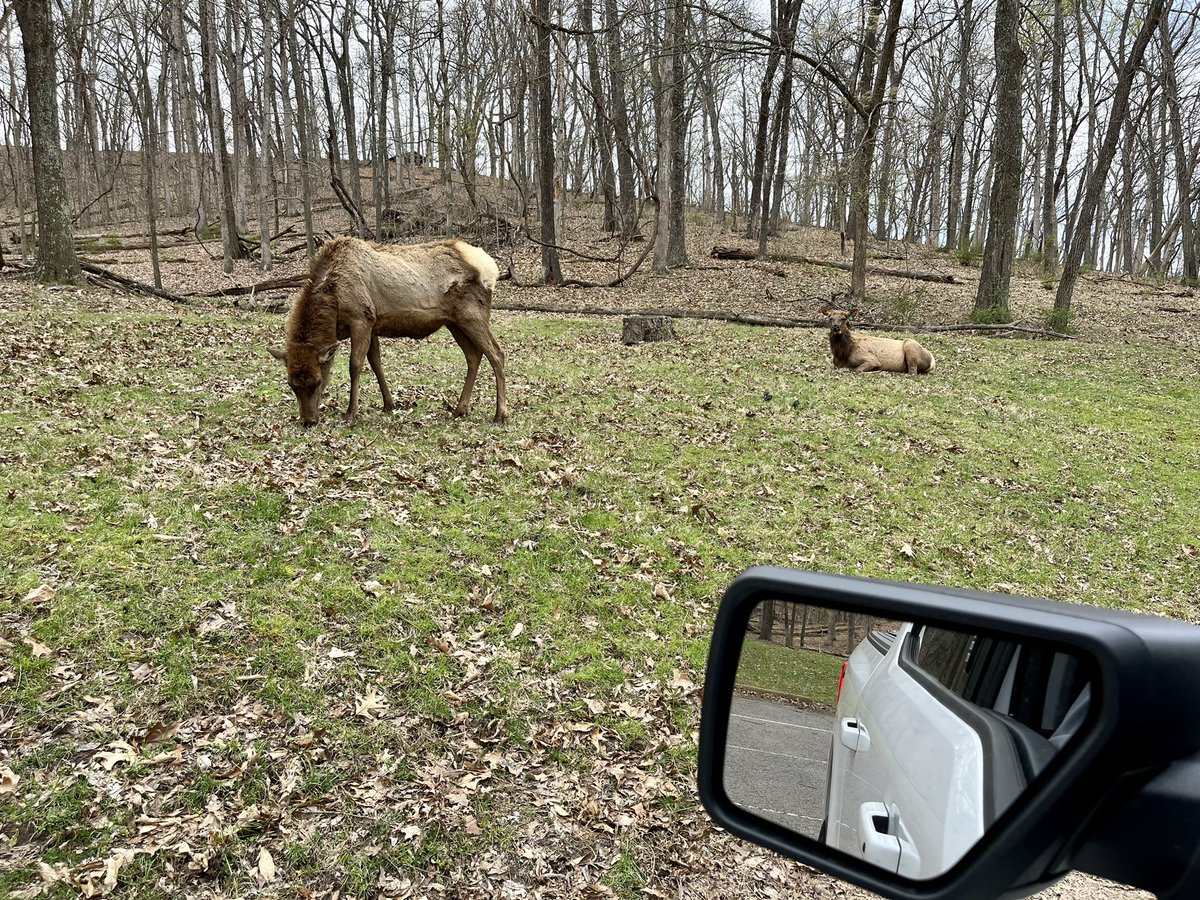 Fun little drive through <a href="/STLCounty/">St. Louis County, MO</a> Lone Elk Park… all the animals were out and about!
