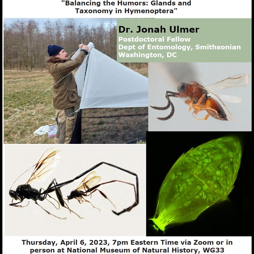 entsocwash's tweet photo. Join us TONIGHT in person or via Zoom for the 1236th meeting of the Entomological Society of Washington! We will begin the meeting at 7:00 PM ET in NMNH room WG33, with refreshments served at 6:30.
#entomology #Hymenoptera #wasps #insectphysiology https://t.co/Pr40tpxtQK
