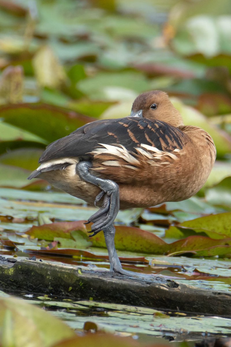 Un pato en un pata 
#BirdsSeenIn2023 
#AvesdeColombia 
#NaturePhotograhpy