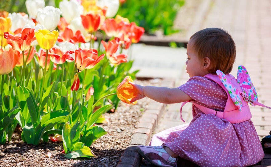 A Million Bloom at Lewis Ginter 
vpm.org/news/2023-04-0…