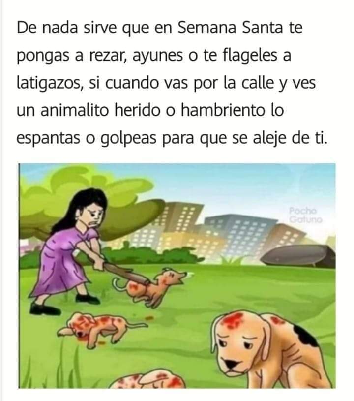 Proyecto Yolkatl, Movimiento Animalista (@pyolkatl_mx) on Twitter photo 