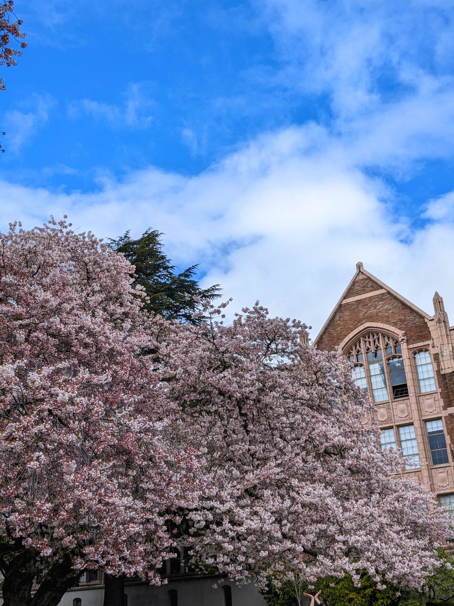 UW Cherry Blossoms (@uwcherryblossom)  X