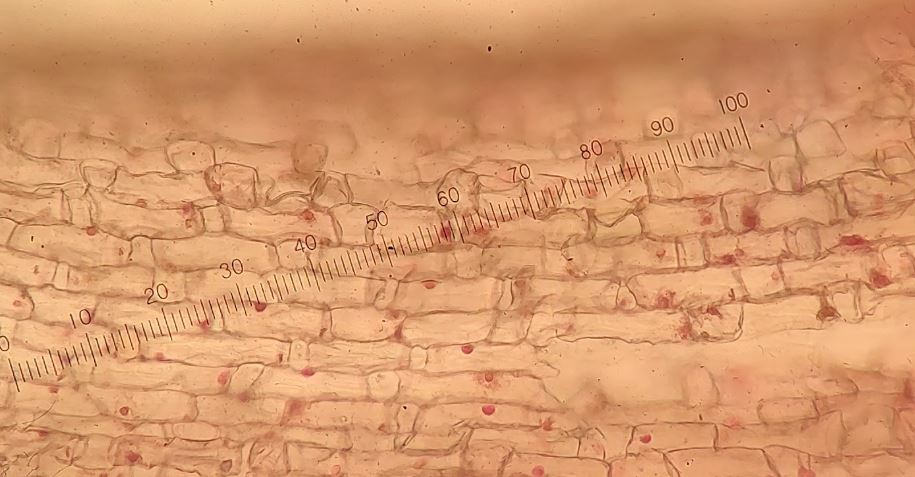 LakeChamplainSG's tweet photo. New episode of #RestorationRoundup is out on our website!

Learn about the role of mycorrhizae in riparian buffers and much more with this month's guest, Jess Rubin 

https://t.co/dCNDeIqsrC

@ShelburneFarms @lakechamp @NEIWPCC #fungi #remediation #bufferzone #phosphorus https://t.co/yFfg6ts9Ep