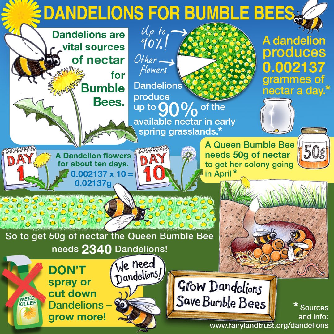 Did you know that dandelions are a vital food source for bees and a Queen Bee needs 50g of nectar to get her colony going, meaning she needs to visit a whopping 2340 dandelions!

Find out more via fairylandtrust.org🐝 👑