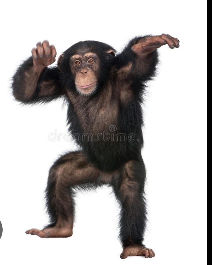 Tsimagain's tweet photo. @MarshallJulius @Ian64 I have discovered my alter ego, MIC - My Inner Chimp. He becomes very powerful when ever he sees Wine Gums, Biscoff, Peanut butter, Hazelnut Spread, pineapple chunks or Advocat. Then I cannot resist him. He hates early rising and pulls me back under the bedclothes. Also rain. https://t.co/n7yJGuSauz