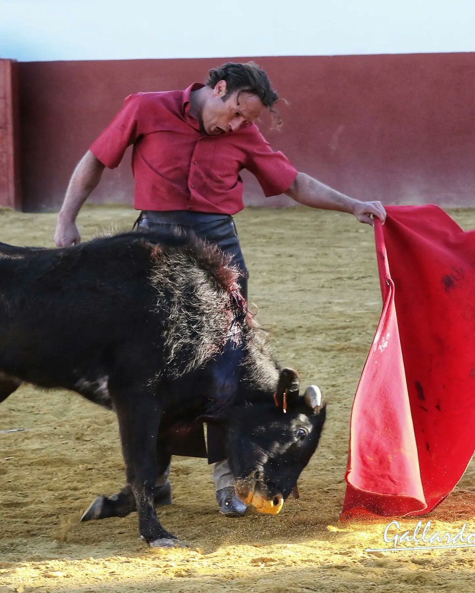 gallardotoros's tweet photo. Y una tarde más, nos desbordó con su pasión, con su creación, con su alma...
Tarde que recordaremos por siempre, gracias Maestro.
Ferrera &amp; Cayetano Muñoz https://t.co/995PBGKJye