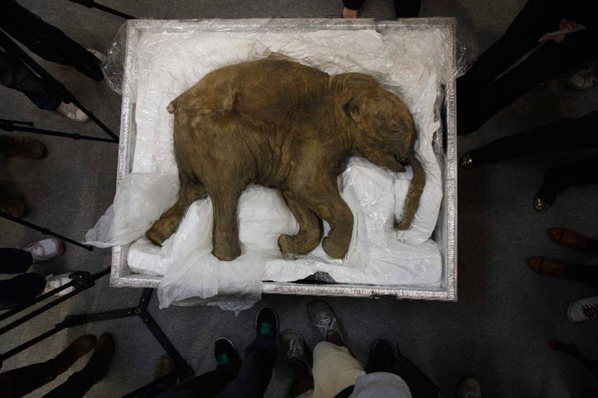 Kijk hoe cute dit baby dier! 🥰 Stem ‘mammoet’ bij de verkiezing van het ‘nationale ijstijd zoogdier’. 🦣 survey.zohopublic.eu/zs/h6BjZS