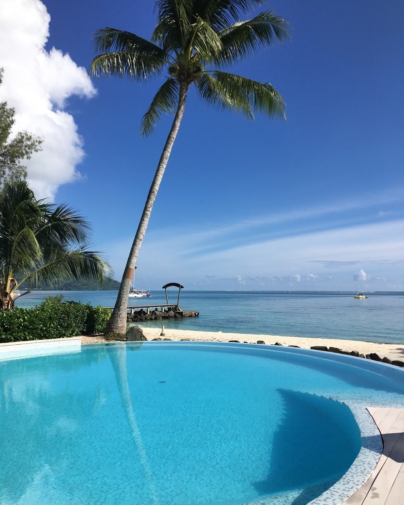 Pacific Beachcomber tweet media