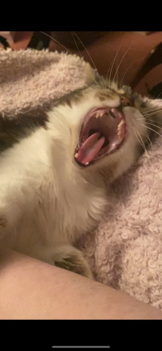 <a href="/Dominos_UK/">Domino's Pizza UK</a> this is maple pleading for pizza 🥺