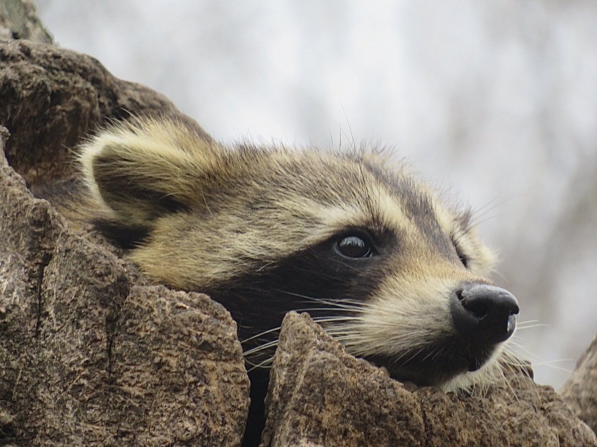 A raccoon emerges from a tree hollow in the Ramble. #birdcpp #CentralPark #wildlifephotography #NationalWildlifeWeek