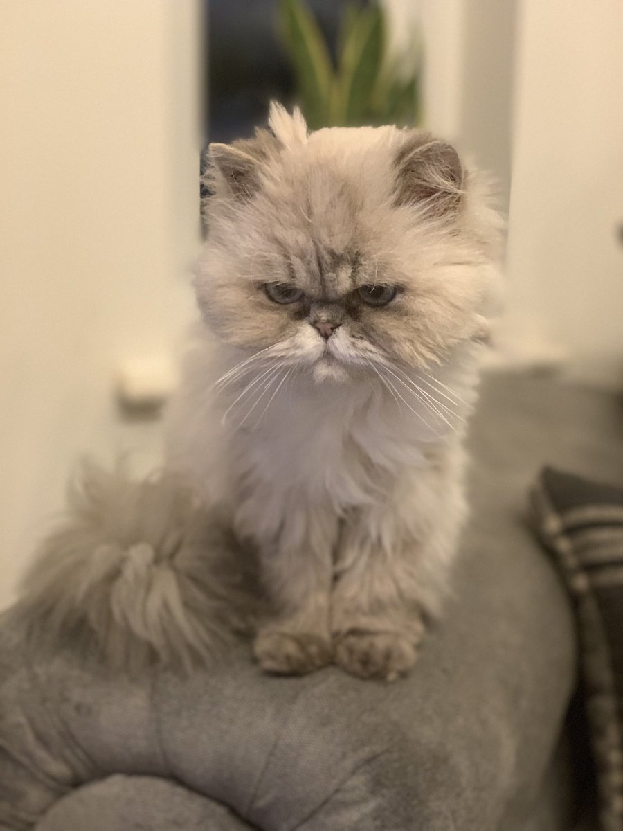 Rosa Zambonini tweet media