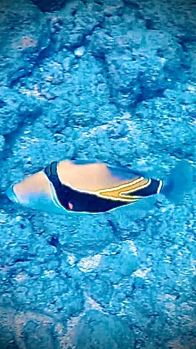 VickiYu's tweet photo. Humuhumunukunukuapua’a - sound on for pronunciation, with two extra ‘a’s added at the end. #picassotriggerfish
#HawaiiFishes #fishidentification #fishID #Humuhumunukunukuapuaa #ReefTriggerFish
#GoPro #TropicalFish #scuba #freediving #snorkeling #apnea … https://t.co/8DJBQFmQ2P https://t.co/Mkx1UhqqId