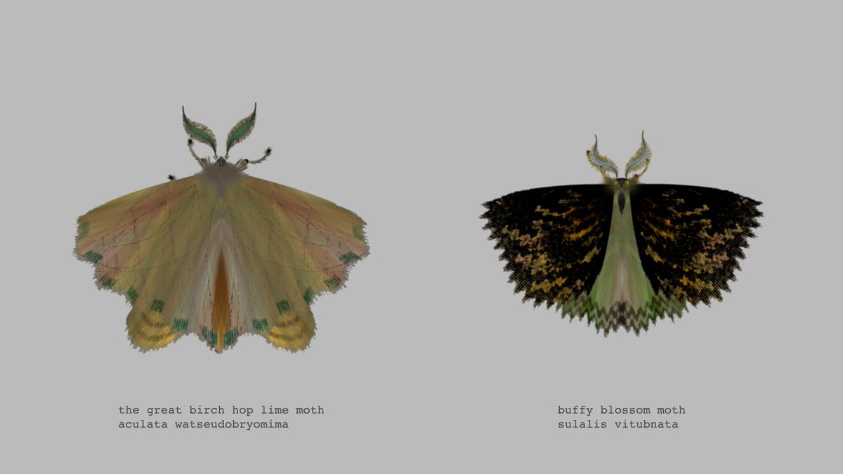 moth generator tweet media