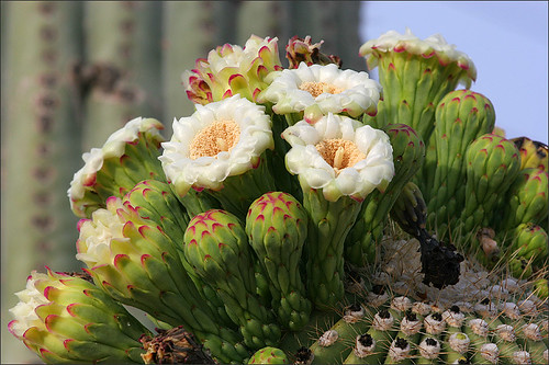 TheresaCrimmins's tweet photo. Sonoran Desert friends: Just heard from a local expert that saguaros are shaping up to bloom earlier than usual this year. Log your observations in #NaturesNotebook, help us document #phenology in this iconic and important species! https://t.co/WJXd1wOcoq