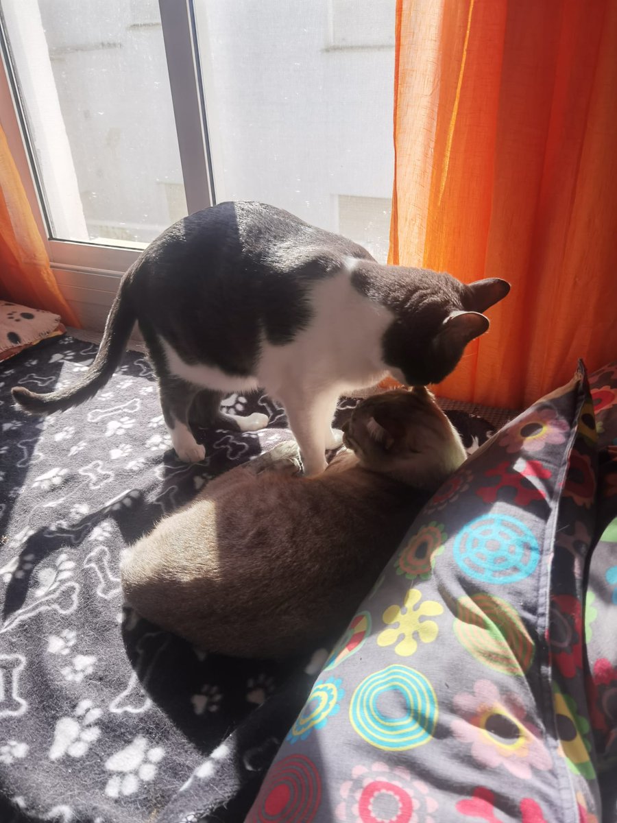 DeyviMoreno1's tweet photo. @DIVCreativo Yo tampoco sabía lo que eran hasta que @Irenerd18 me hizo descubrir lo maravillosos que son, ahora tampoco aguantamos 3 días sin ellos...🐱🐱 #MundoMichi https://t.co/uqekgorDxu