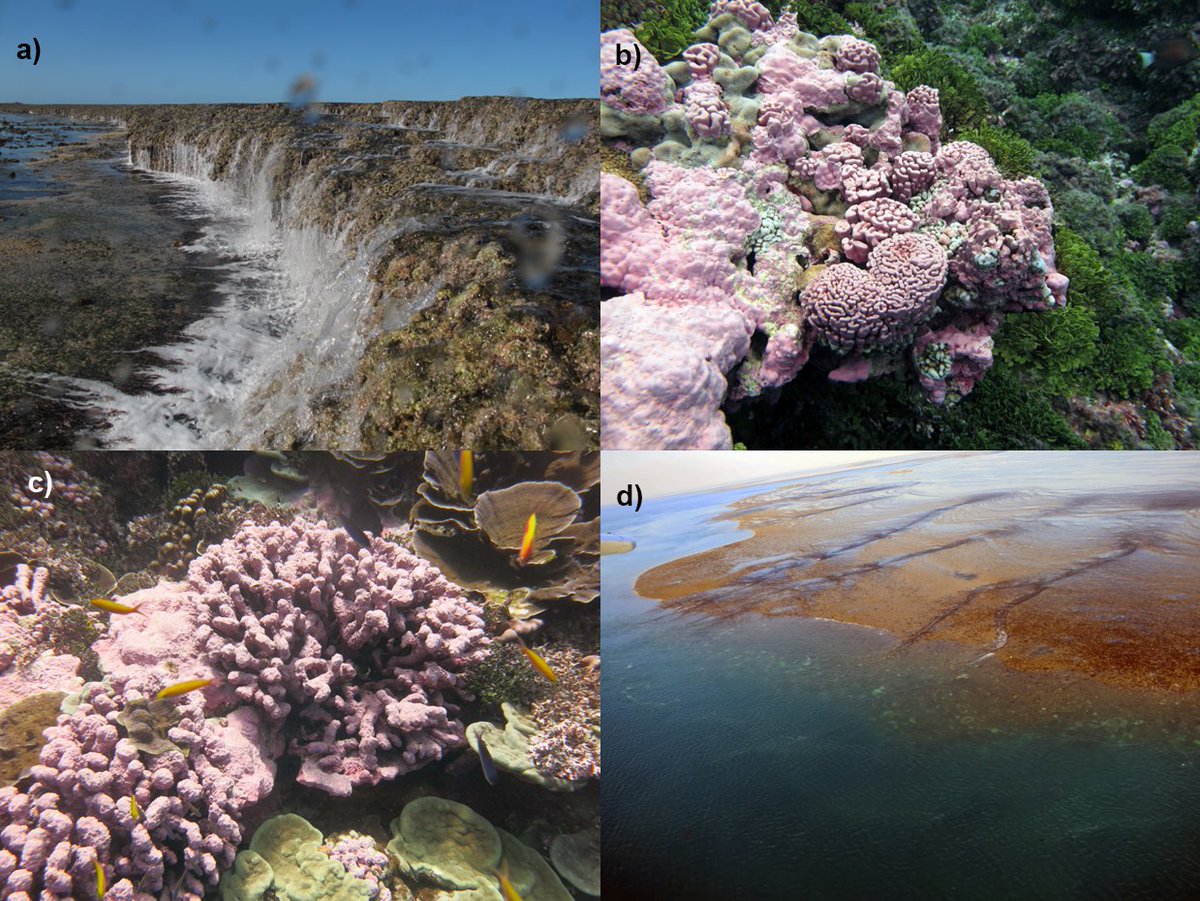 chrisecornwall's tweet photo. Our paper out today highlights that crustose coralline algae can contribute significantly to carbonate production on coral reefs but their contribution is presently underestimated. We discuss ways to improve their estimated carbonate production https://t.co/WvBTLILCj9 https://t.co/DtwllR8ZVh