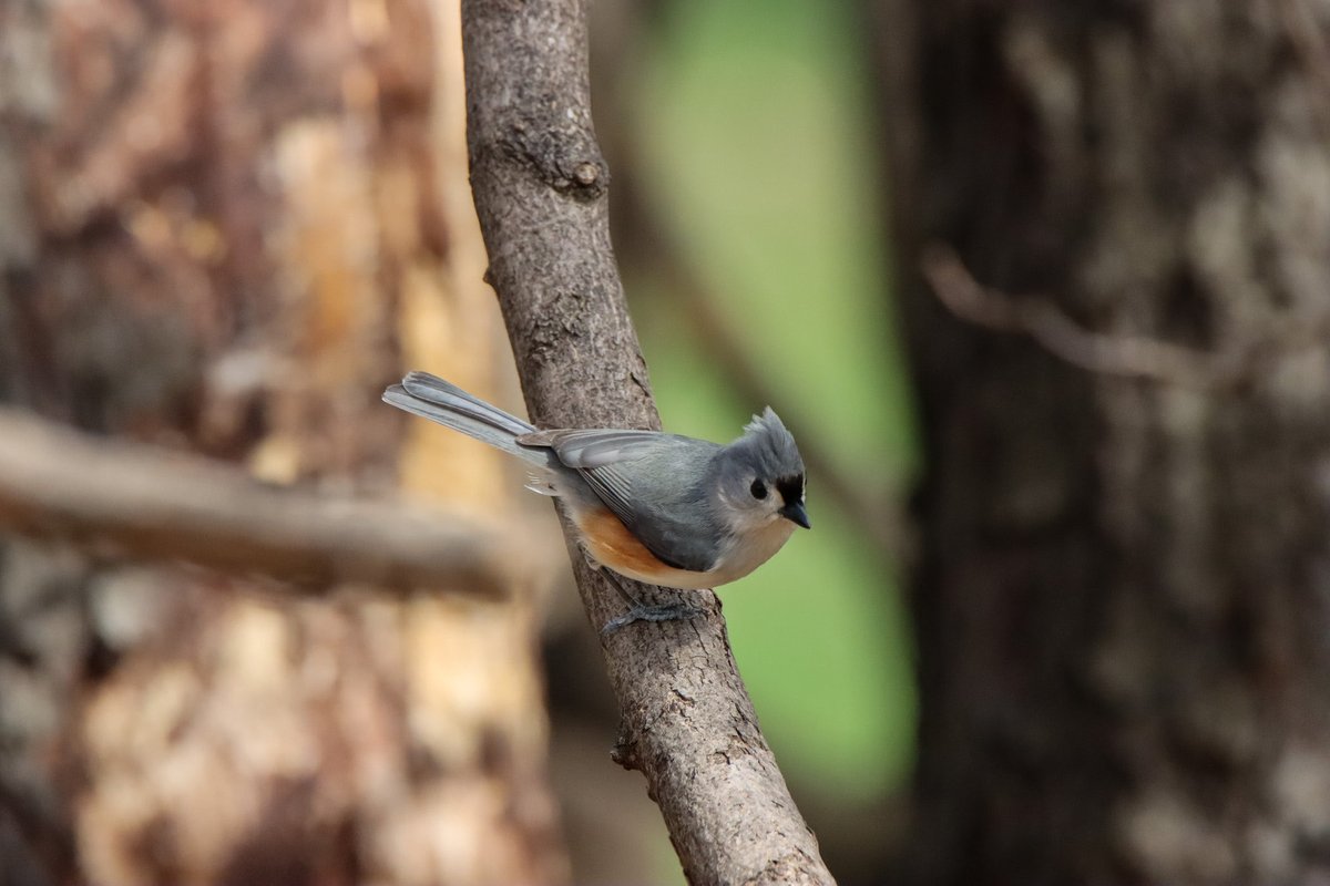 This little one just jumped off the branch. #withmytamron #Photographyhobby