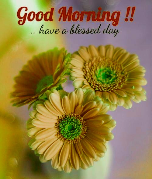 MirekH10's tweet photo. @kaz22532418 Many thank you dear Kaz 🌹🍃🪴☘️🌱💝☺️ https://t.co/eviIQueiNK