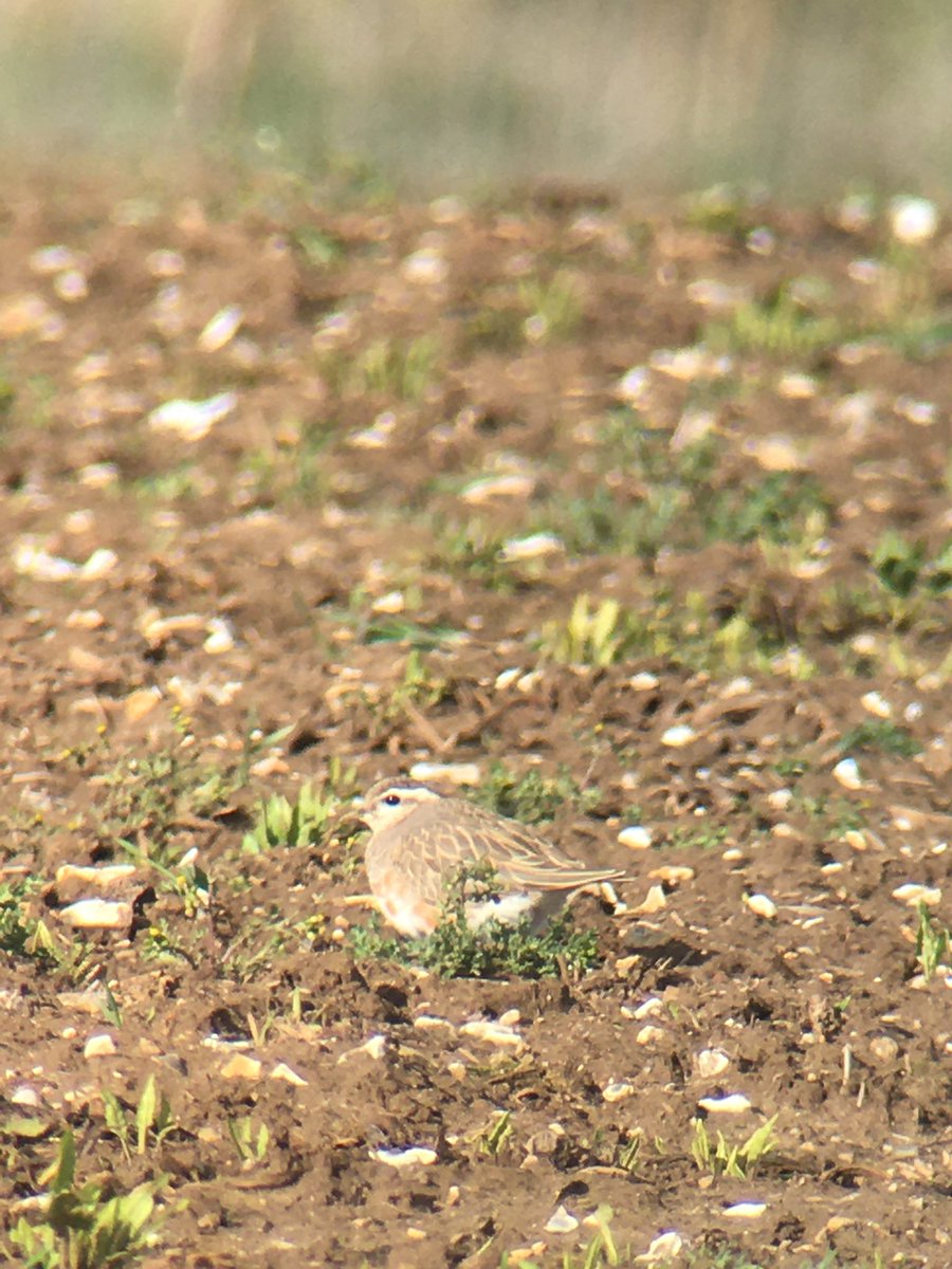 Out this afternoon looking to add to my #PWC2023 list. Never expected to find a Dotterel !! I think it’s a 2CY male, but whatever it is, it’s genuine #patchgold