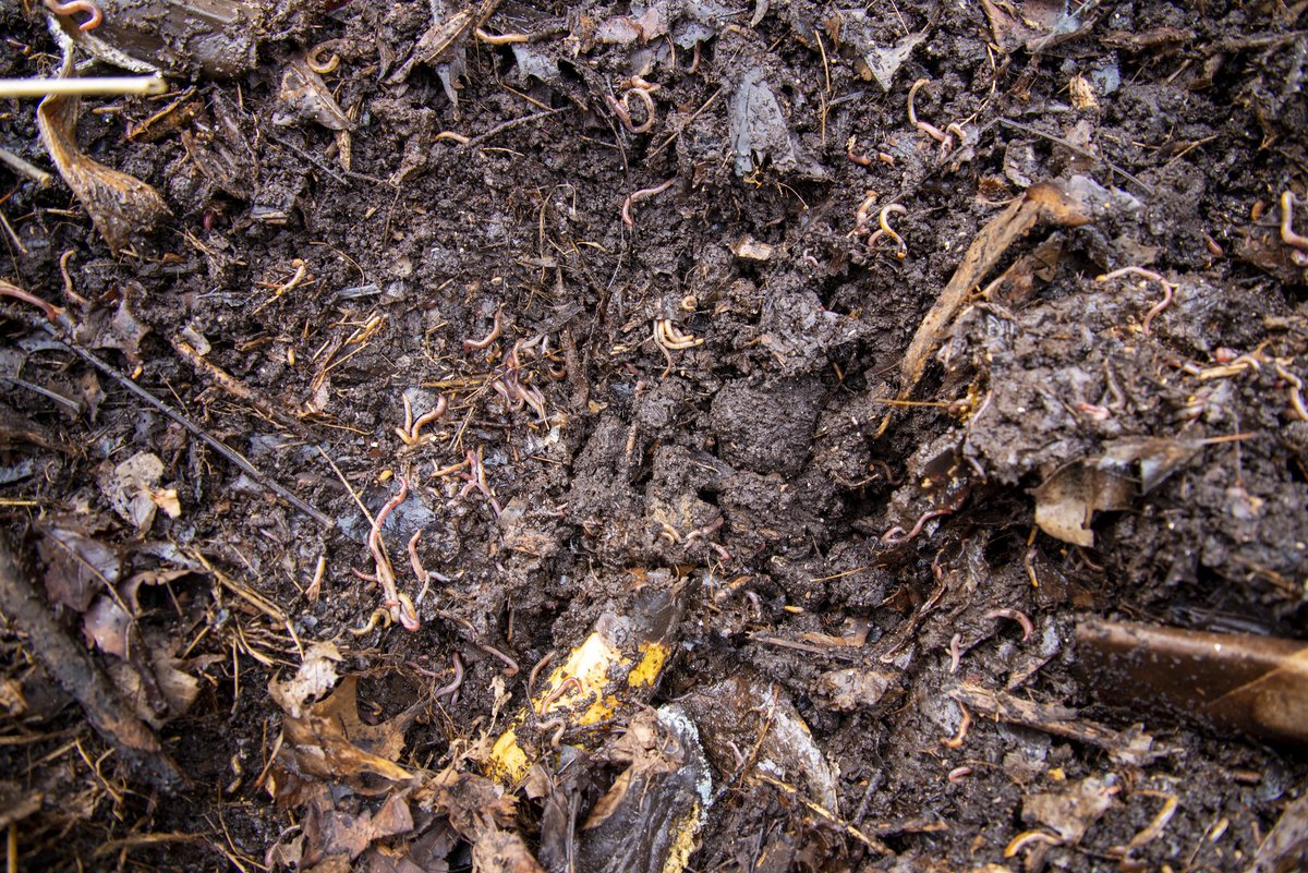 Arkansalt's tweet photo. #compost worms doing their thing at the Washington County Master Gardeners' learning garden at the @AR_Extension office in Fayetteville. Chief composter Joyce Starr (probably kin to Belle) says they love bananas. @AginArk @AR_Extension https://t.co/bXvjNEtikz