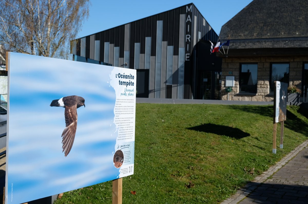 EolienMerSNA's tweet photo. Le week-end de #Pâques ou pendant les vacances scolaires, on prend l'air 🌤️
L'association @BretagneVivante et la mairie d'#Arzal nous invitent à découvrir l'exposition photographique "Oiseaux marins du Mor Braz". 🦢
📅 Jusqu'au 17 avril - devant la mairie d'Arzal - Gratuit https://t.co/0K0UmsiEey