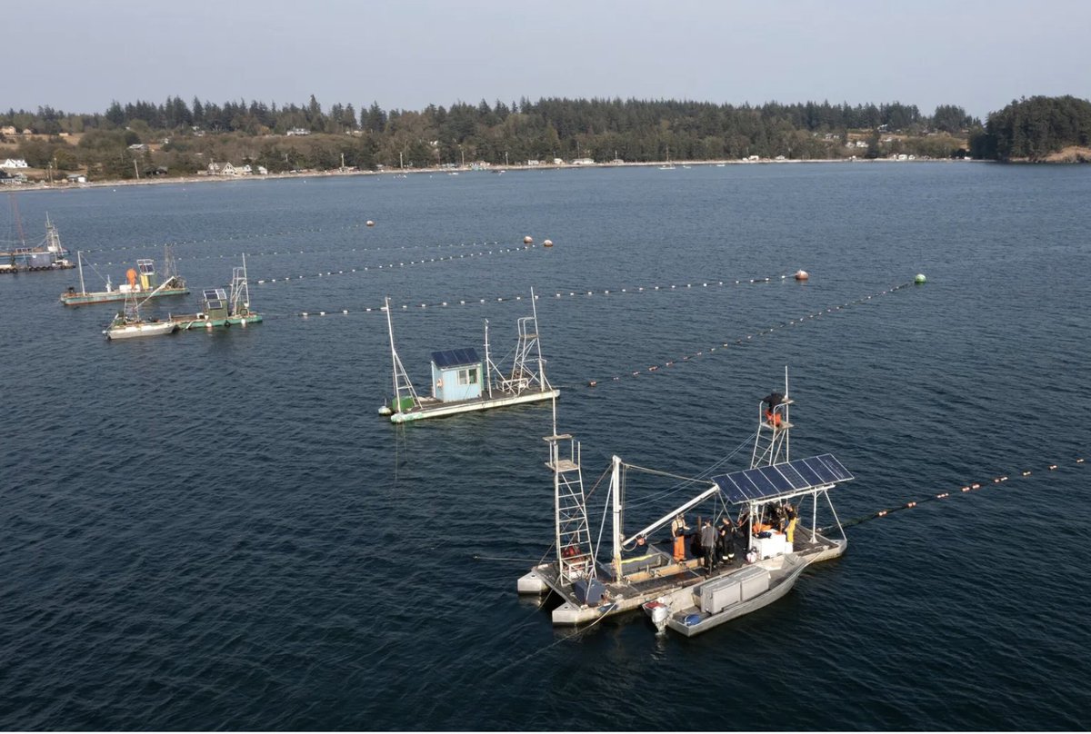 Sustainable salmon fishing the Lummi way. Once endangered, the ancient Lummi fishing technique of reef netting might be on the way back -- story by <a href="/JackieVarriano/">JackieV</a> for <a href="/seattletimes/">The Seattle Times</a>: ow.ly/WIBo50NCKQ3
#sustainableseafood #salmon