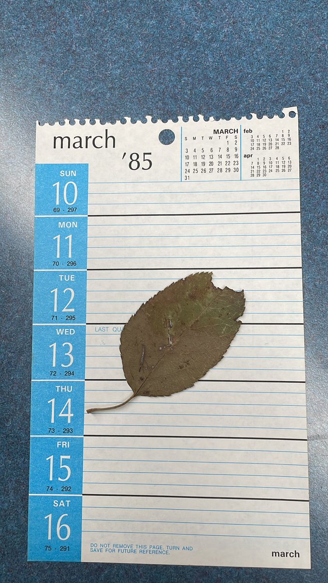 MeganHuenemann's tweet photo. Found this in an old book on shrubbery. Leaf stapled to March 1985 calendar page. #libraryfind https://t.co/Cy81sj2lYi